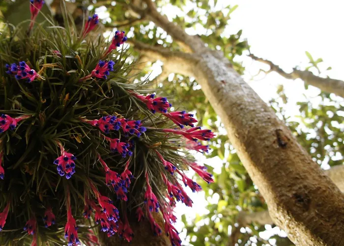 Olive3 エリセイラ